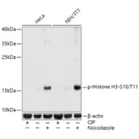 Western Blot - Anti-Histone H3 (phospho Ser10 + Thr11) Antibody (A92837) - Antibodies.com