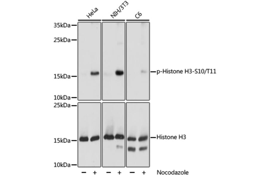 Western Blot - Anti-Histone H3 (phospho Ser10 + Thr11) Antibody (A92837) - Antibodies.com