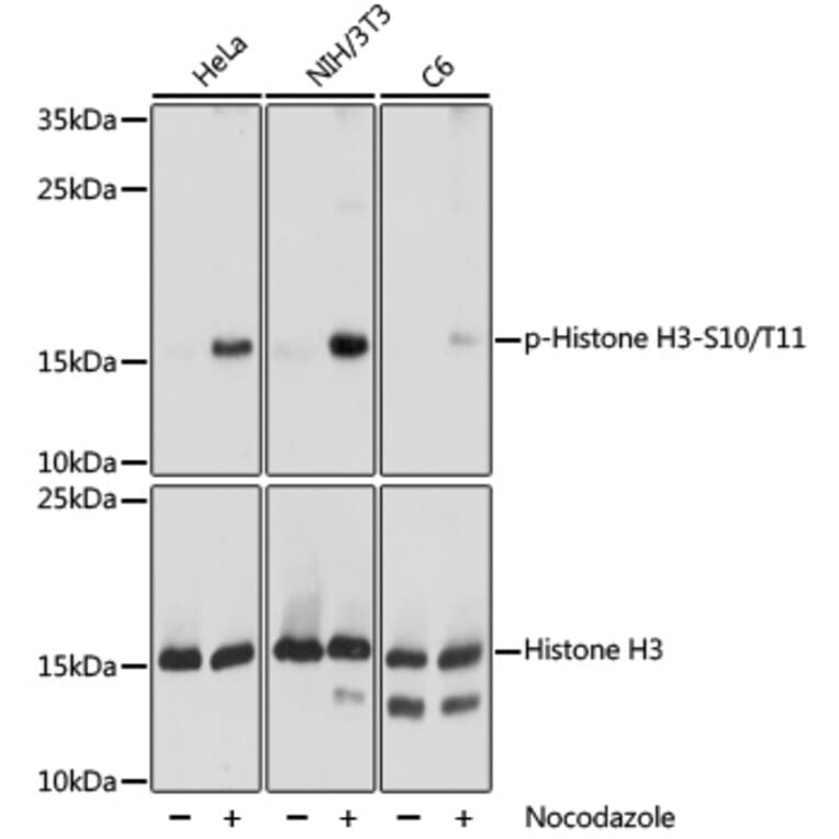 Western Blot - Anti-Histone H3 (phospho Ser10 + Thr11) Antibody (A92837) - Antibodies.com