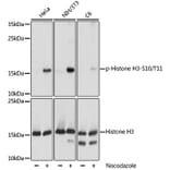 Western Blot - Anti-Histone H3 (phospho Ser10 + Thr11) Antibody (A92837) - Antibodies.com
