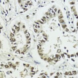 Immunohistochemistry - Anti-Histone H3 (phospho Ser10 + Thr11) Antibody (A92837) - Antibodies.com