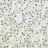 Immunohistochemistry - Anti-Histone H3 (phospho Ser10 + Thr11) Antibody (A92837) - Antibodies.com