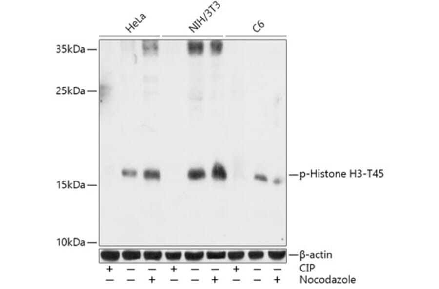 Western Blot - Anti-Histone H3 (phospho Thr45) Antibody (A92838) - Antibodies.com