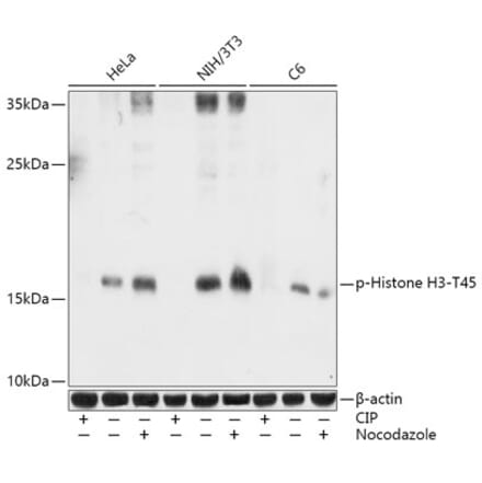 Western Blot - Anti-Histone H3 (phospho Thr45) Antibody (A92838) - Antibodies.com