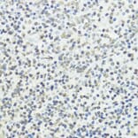 Immunohistochemistry - Anti-Histone H3 (phospho Thr45) Antibody (A92838) - Antibodies.com