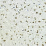 Immunohistochemistry - Anti-Histone H3 (phospho Thr45) Antibody (A92838) - Antibodies.com