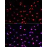 Immunofluorescence - Anti-Histone H3 (phospho Thr45) Antibody (A92838) - Antibodies.com