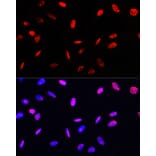 Immunofluorescence - Anti-Histone H3 (phospho Thr45) Antibody (A92838) - Antibodies.com