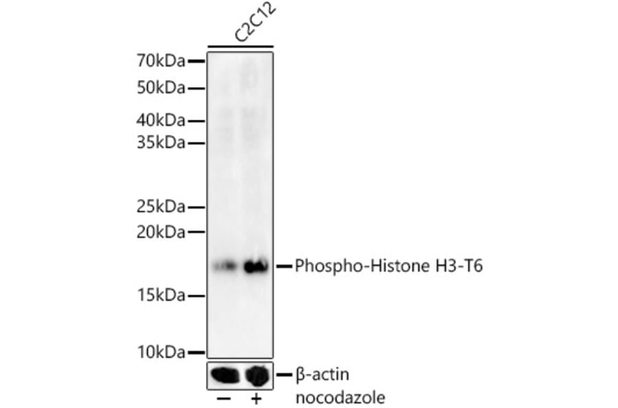 Western Blot - Anti-Histone H3 (Phospho T6) Antibody (A92839) - Antibodies.com
