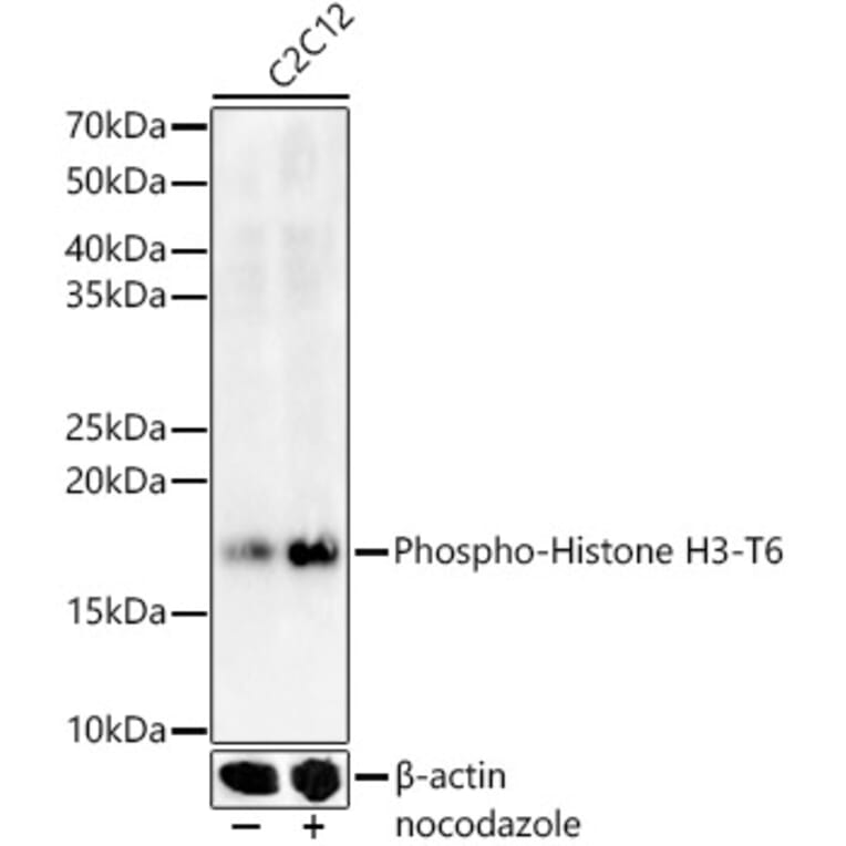 Western Blot - Anti-Histone H3 (Phospho T6) Antibody (A92839) - Antibodies.com