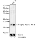 Western Blot - Anti-Histone H3 (Phospho T6) Antibody (A92839) - Antibodies.com
