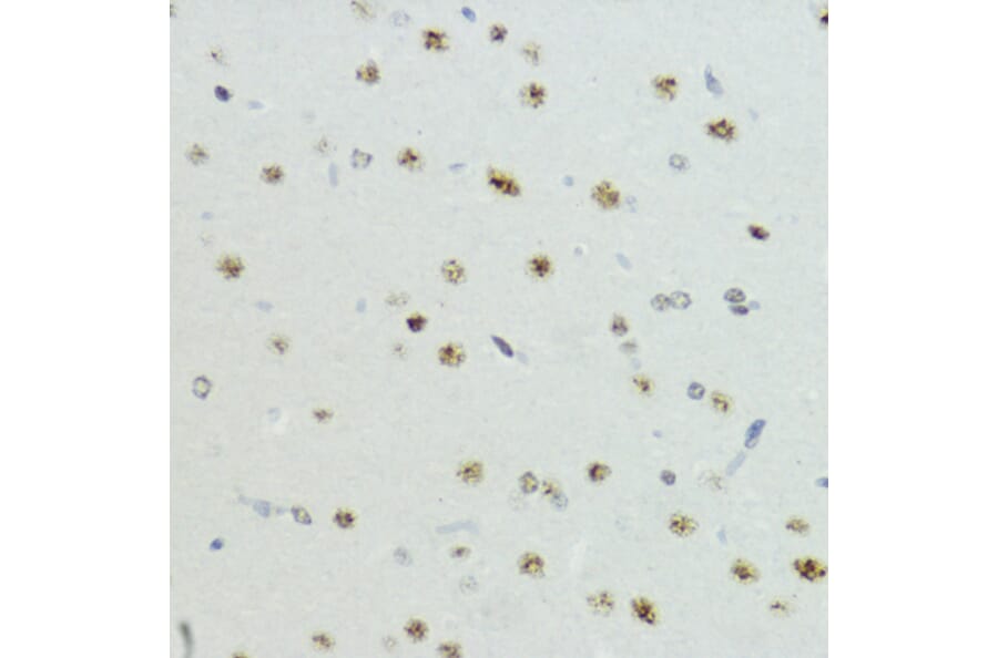 Immunohistochemistry - Anti-Histone H3 (Phospho T6) Antibody (A92839) - Antibodies.com