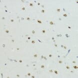 Immunohistochemistry - Anti-Histone H3 (Phospho T6) Antibody (A92839) - Antibodies.com
