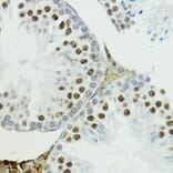 Immunohistochemistry - Anti-Histone H3 (Phospho T6) Antibody (A92839) - Antibodies.com