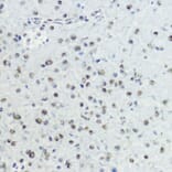 Immunohistochemistry - Anti-Histone H3 (Phospho T6) Antibody (A92839) - Antibodies.com