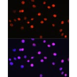 Immunofluorescence - Anti-Histone H3 (Phospho T6) Antibody (A92839) - Antibodies.com