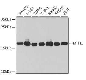Western Blot - Anti-MTH1 Antibody (A92847) - Antibodies.com