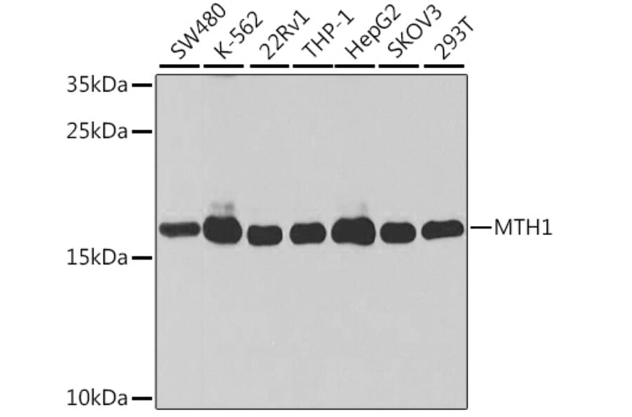 Western Blot - Anti-MTH1 Antibody (A92847) - Antibodies.com