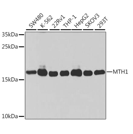 Western Blot - Anti-MTH1 Antibody (A92847) - Antibodies.com