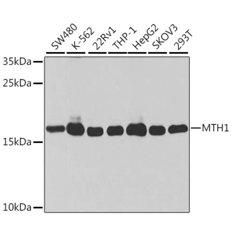 Western Blot - Anti-MTH1 Antibody (A92847) - Antibodies.com