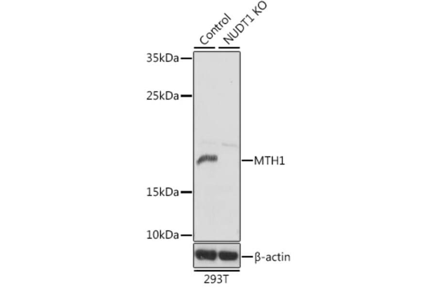 Western Blot - Anti-MTH1 Antibody (A92847) - Antibodies.com