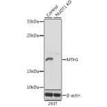 Western Blot - Anti-MTH1 Antibody (A92847) - Antibodies.com