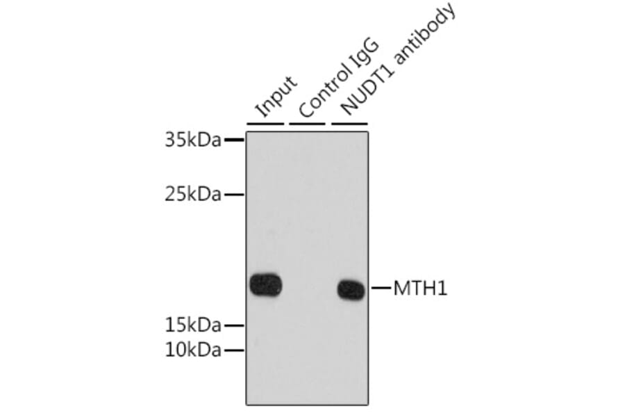 Western Blot - Anti-MTH1 Antibody (A92847) - Antibodies.com