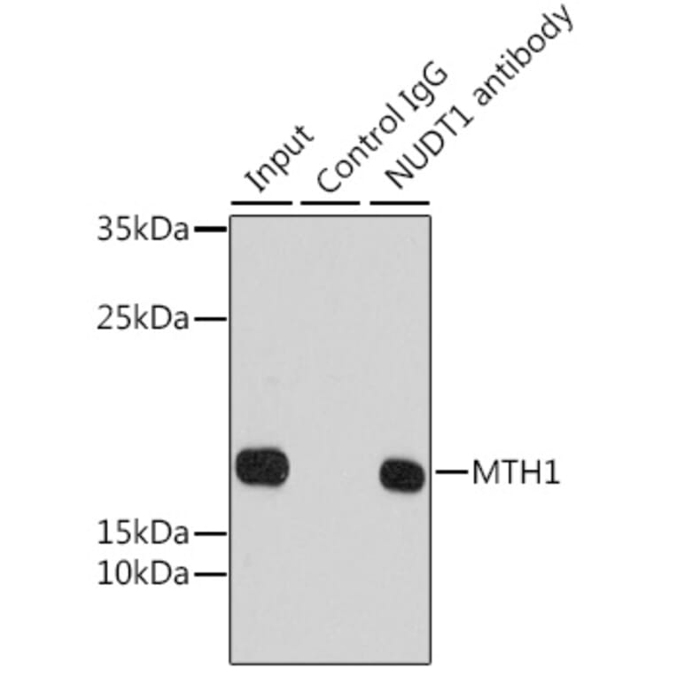 Western Blot - Anti-MTH1 Antibody (A92847) - Antibodies.com