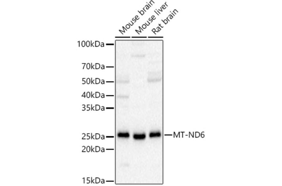 Western Blot - Anti-ND6 Antibody (A92852) - Antibodies.com