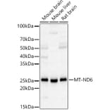 Western Blot - Anti-ND6 Antibody (A92852) - Antibodies.com