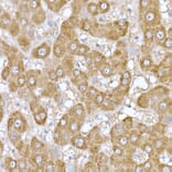 Immunohistochemistry - Anti-ND6 Antibody (A92852) - Antibodies.com