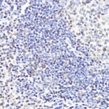 Immunohistochemistry - Anti-Dnmt1 Antibody (A92854) - Antibodies.com