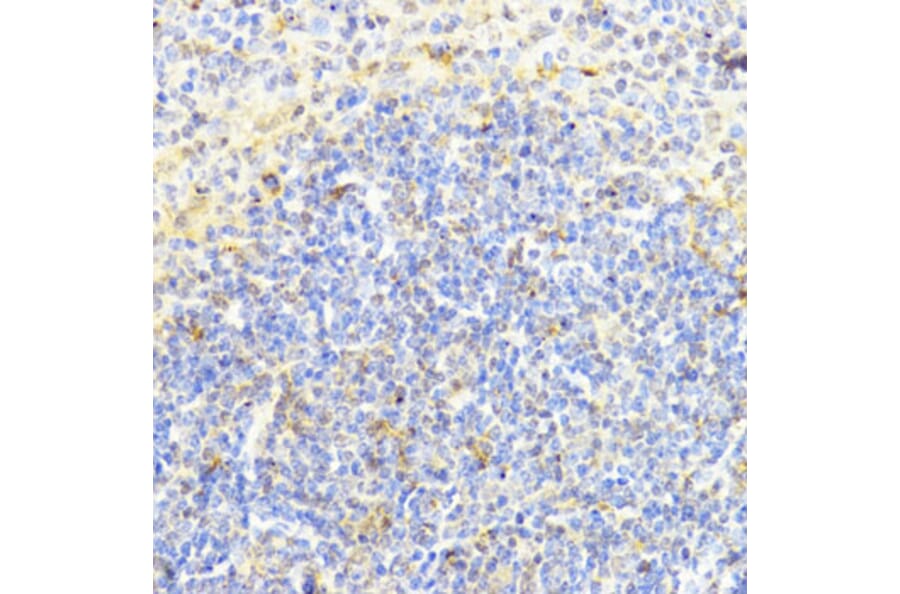 Immunohistochemistry - Anti-Dnmt1 Antibody (A92854) - Antibodies.com