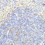 Immunohistochemistry - Anti-Dnmt1 Antibody (A92854) - Antibodies.com