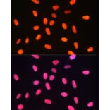 Immunofluorescence - Anti-Dnmt1 Antibody (A92854) - Antibodies.com