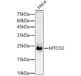 Western Blot - Anti-MTCO2 Antibody (A92857) - Antibodies.com