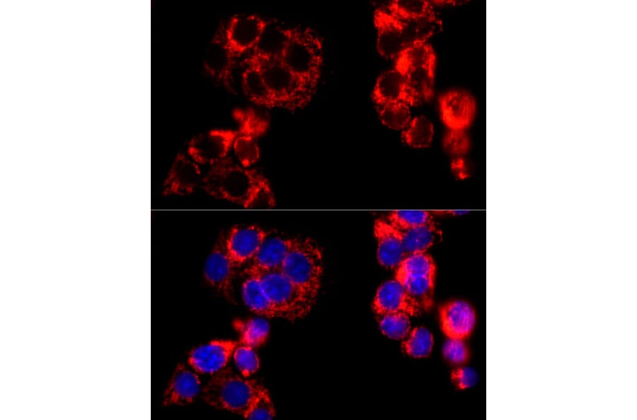 Immunofluorescence - Anti-MTCO2 Antibody (A92857) - Antibodies.com