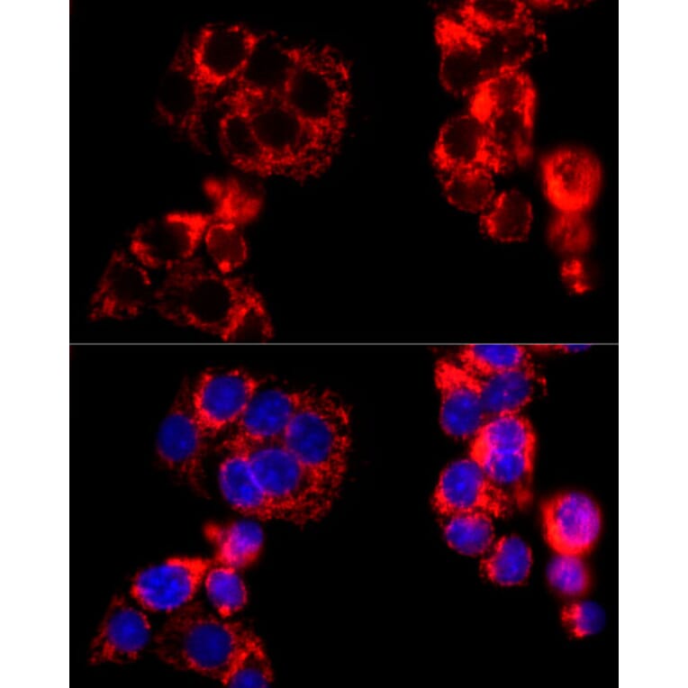 Immunofluorescence - Anti-MTCO2 Antibody (A92857) - Antibodies.com