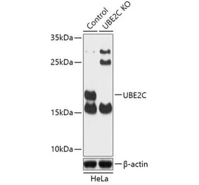 Western Blot - Anti-UBE2C Antibody (A92859) - Antibodies.com