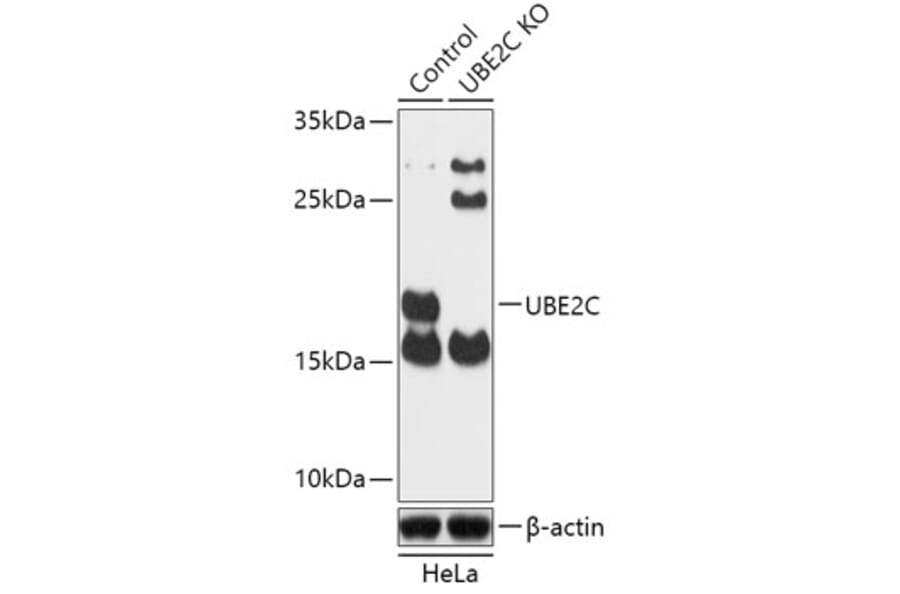 Western Blot - Anti-UBE2C Antibody (A92859) - Antibodies.com