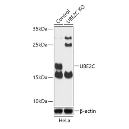 Western Blot - Anti-UBE2C Antibody (A92859) - Antibodies.com