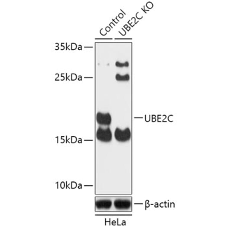Western Blot - Anti-UBE2C Antibody (A92859) - Antibodies.com