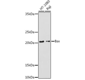Western Blot - Anti-Bax Antibody (A92860) - Antibodies.com