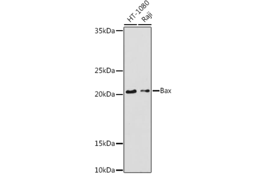 Western Blot - Anti-Bax Antibody (A92860) - Antibodies.com