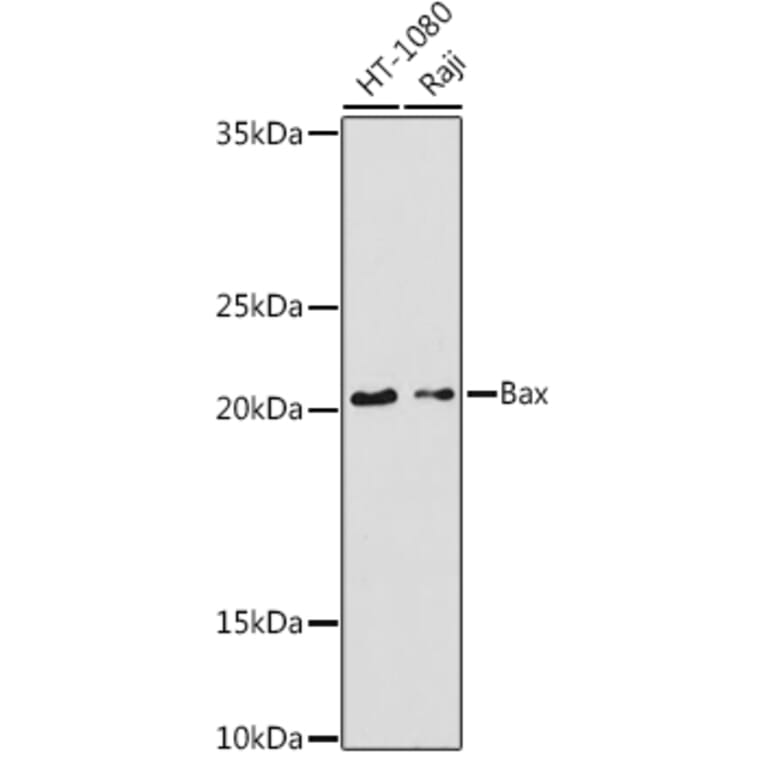 Western Blot - Anti-Bax Antibody (A92860) - Antibodies.com