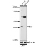 Western Blot - Anti-Bax Antibody (A92860) - Antibodies.com