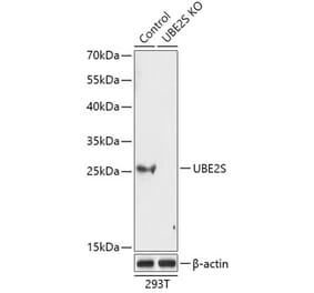 Western Blot - Anti-UBE2S Antibody (A92864) - Antibodies.com