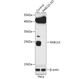 Western Blot - Anti-Rab11A Antibody (A92866) - Antibodies.com