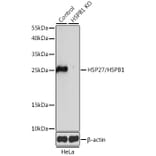 Western Blot - Anti-Hsp27 Antibody (A92868) - Antibodies.com