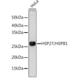 Western Blot - Anti-Hsp27 Antibody (A92868) - Antibodies.com